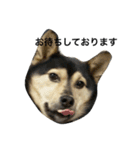 礼儀正しいイケメン犬（個別スタンプ：16）