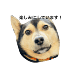礼儀正しいイケメン犬（個別スタンプ：17）