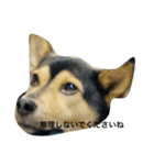 礼儀正しいイケメン犬（個別スタンプ：20）