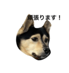 礼儀正しいイケメン犬（個別スタンプ：21）