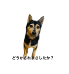 礼儀正しいイケメン犬（個別スタンプ：22）