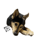 礼儀正しいイケメン犬（個別スタンプ：23）