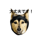 礼儀正しいイケメン犬（個別スタンプ：24）