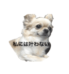怖いチワワ（個別スタンプ：1）