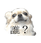 怖いチワワ（個別スタンプ：2）