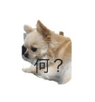怖いチワワ（個別スタンプ：4）
