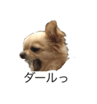 怖いチワワ（個別スタンプ：5）