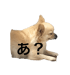 怖いチワワ（個別スタンプ：6）