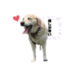 kai chan stamp2 ♡（個別スタンプ：6）