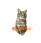 私！モモちゃん（個別スタンプ：1）