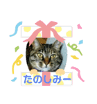 私！モモちゃん（個別スタンプ：8）