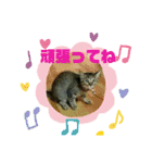 私！モモちゃん（個別スタンプ：17）