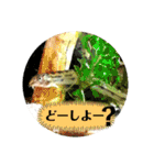 可愛いシマドジョウ5（個別スタンプ：3）