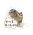 可愛いシマドジョウ5（個別スタンプ：11）