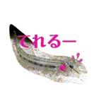 可愛いシマドジョウ5（個別スタンプ：14）