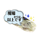 可愛いシマドジョウ5（個別スタンプ：16）