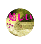 可愛いシマドジョウ5（個別スタンプ：23）