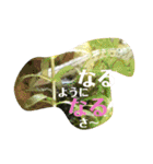 可愛いシマドジョウ5（個別スタンプ：27）