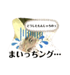 可愛いシマドジョウ5（個別スタンプ：29）