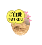 可愛いシマドジョウ5（個別スタンプ：35）