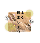 可愛いシマドジョウ5（個別スタンプ：40）