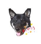 柴犬チョコのスタンプ（個別スタンプ：1）