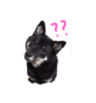 柴犬チョコのスタンプ（個別スタンプ：2）