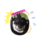 柴犬チョコのスタンプ（個別スタンプ：4）