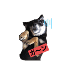 柴犬チョコのスタンプ（個別スタンプ：5）