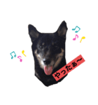 柴犬チョコのスタンプ（個別スタンプ：6）