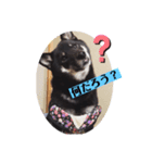 柴犬チョコのスタンプ（個別スタンプ：7）