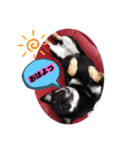 柴犬チョコのスタンプ（個別スタンプ：8）