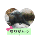 アニマルピクチャーズ（個別スタンプ：1）