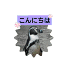 アニマルピクチャーズ（個別スタンプ：3）