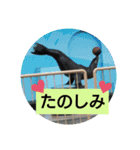アニマルピクチャーズ（個別スタンプ：6）