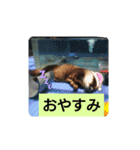 アニマルピクチャーズ（個別スタンプ：7）
