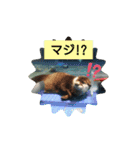 アニマルピクチャーズ（個別スタンプ：11）