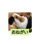 アニマルピクチャーズ（個別スタンプ：12）