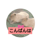 アニマルピクチャーズ（個別スタンプ：16）