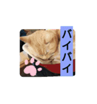 アニマルピクチャーズ（個別スタンプ：20）