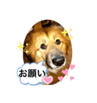 クレア＆ロイ（個別スタンプ：2）