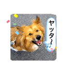 クレア＆ロイ（個別スタンプ：3）