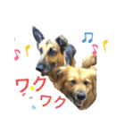 クレア＆ロイ（個別スタンプ：5）