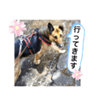 クレア＆ロイ（個別スタンプ：7）