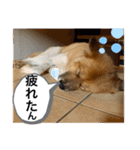 クレア＆ロイ（個別スタンプ：14）