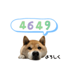 柴犬のあんちゃんです（個別スタンプ：1）