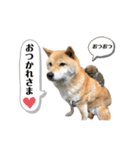 柴犬のあんちゃんです（個別スタンプ：2）