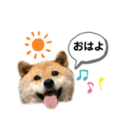 柴犬のあんちゃんです（個別スタンプ：3）