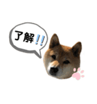 柴犬のあんちゃんです（個別スタンプ：7）