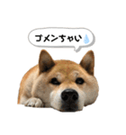 柴犬のあんちゃんです（個別スタンプ：8）
